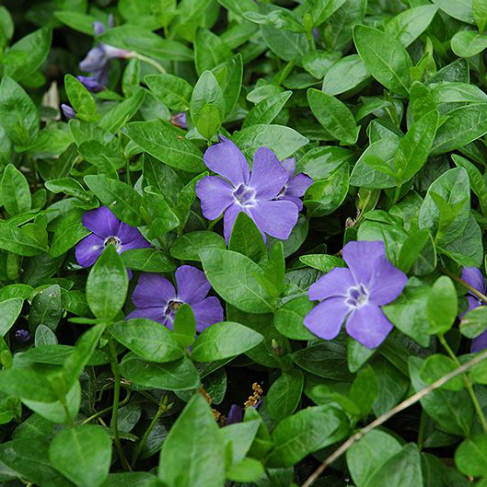 Vinca minor