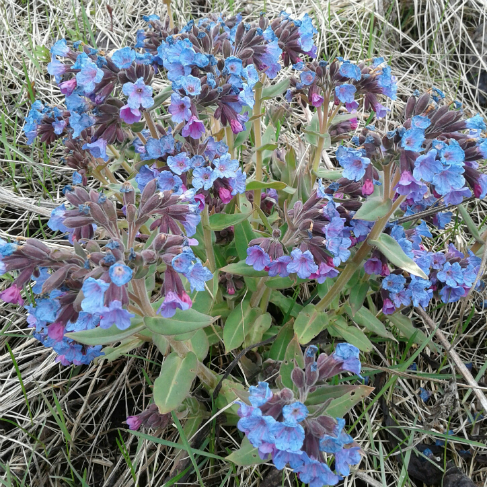 Pulmonaria mollis