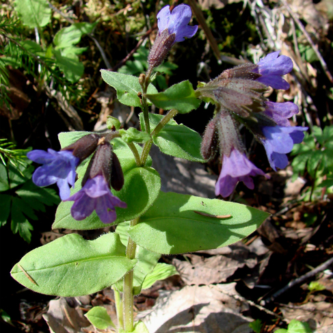 Pulmonaria obscura