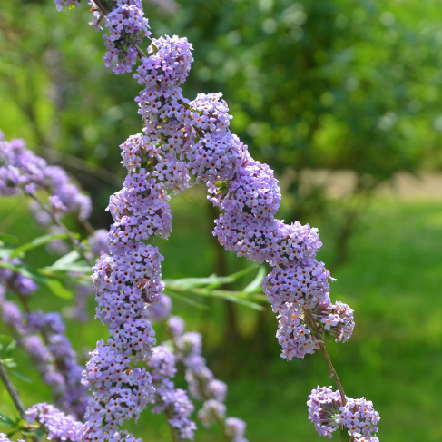Buddleja davidii