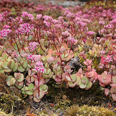 Hylotelephium ewersii