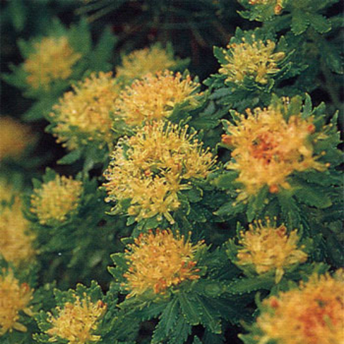 Rhodiola ishidae