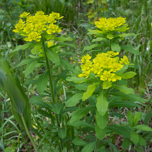 Euphorbia pilosa