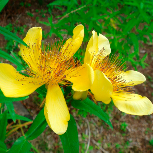 Hypericum ascyron