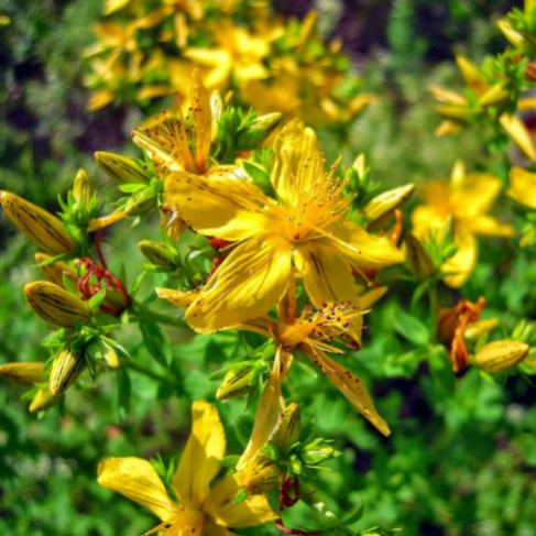 Hypericum perforatum