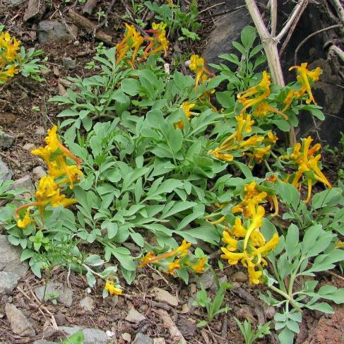 Corydalis sewerzowii