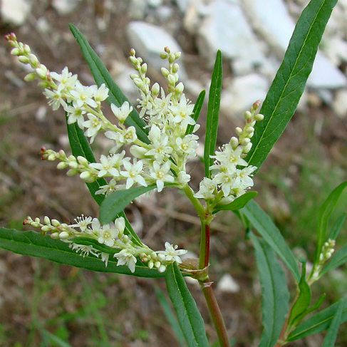 Aconogonon alpinum