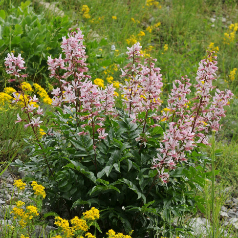 Dictamnus angustifolius